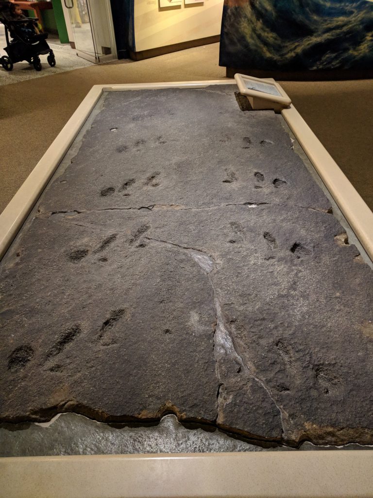 Euypterid trackway fossil from the Carnegie Museum of Natural History.