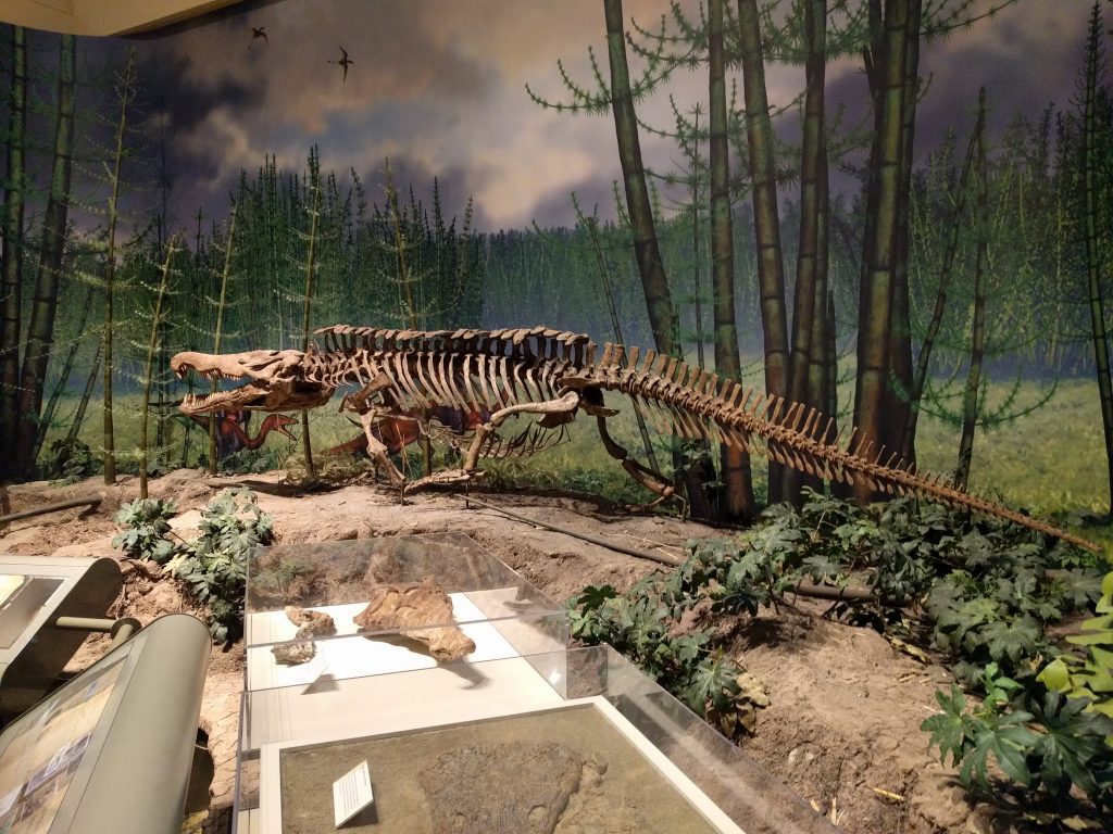 Mount of the phytosaur Redondasaurus at the Carnegie Museum of Natural History.