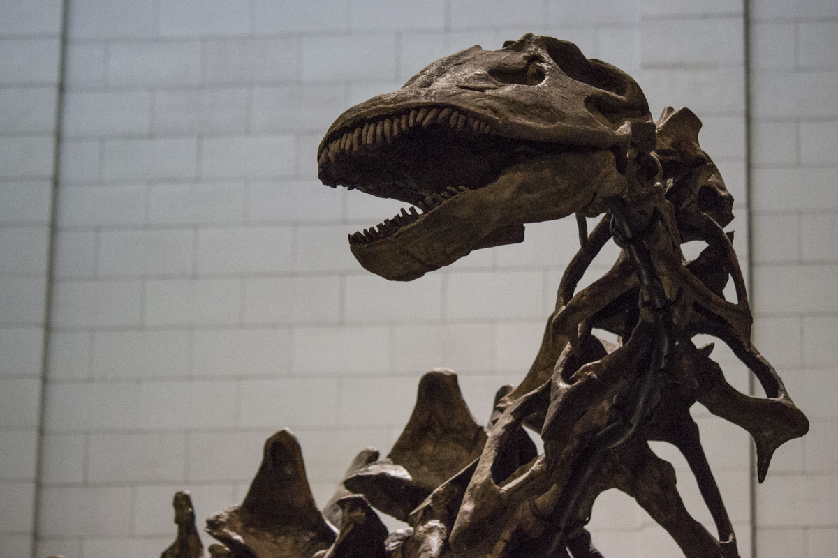 Apatosaurus louisae on display at the Carnegie Museum of Natural History