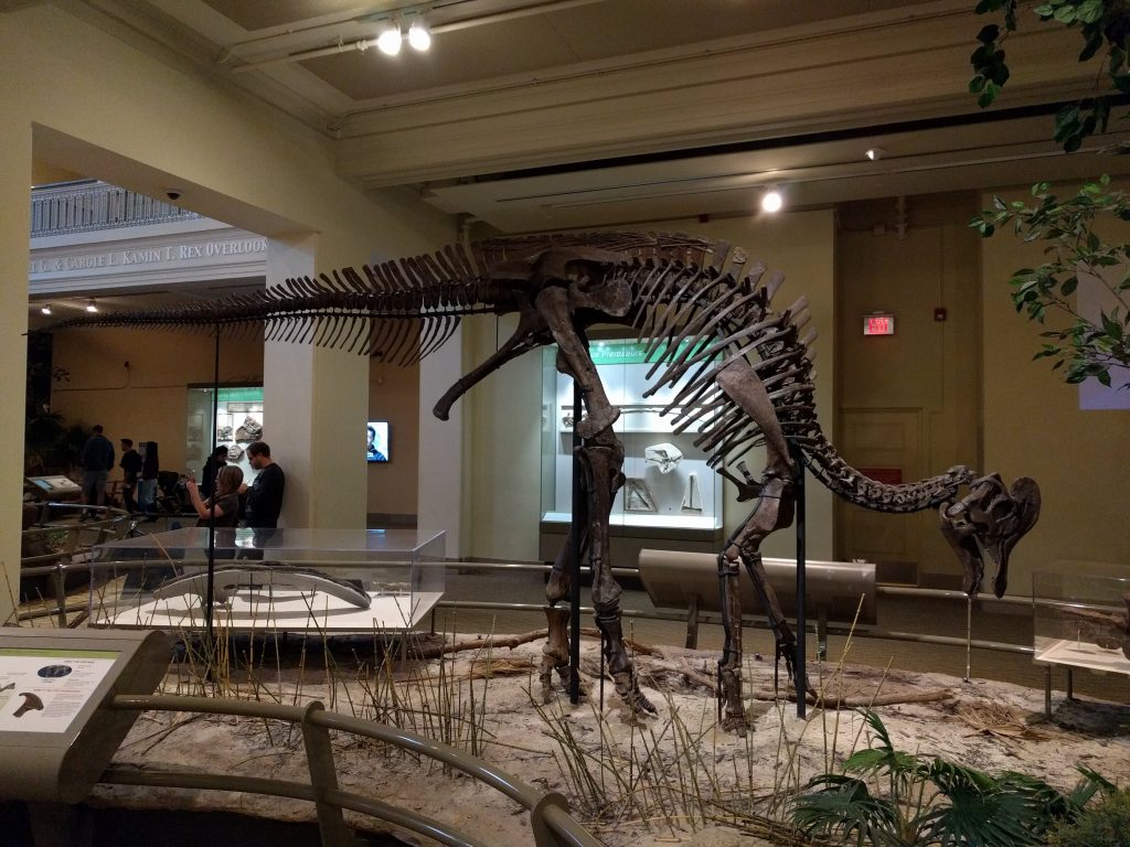 Corythosaurus mount at the Carnegie Museum of Natural History.