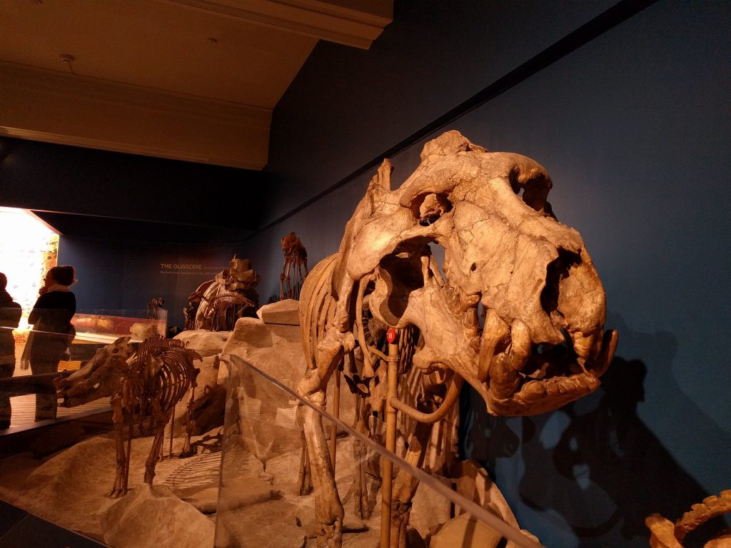 Daeodon at the Carnegie Museum of Natural History