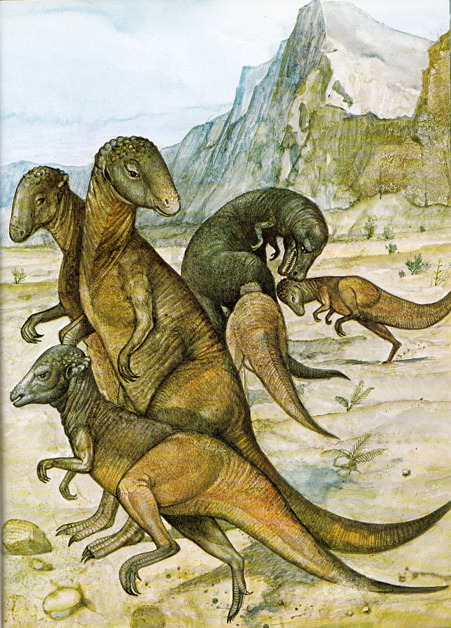 Pachycephalosaurus by Tony Morris
