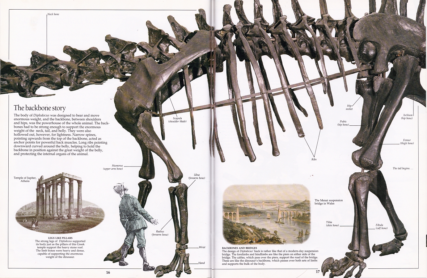 Diplodocus body spread