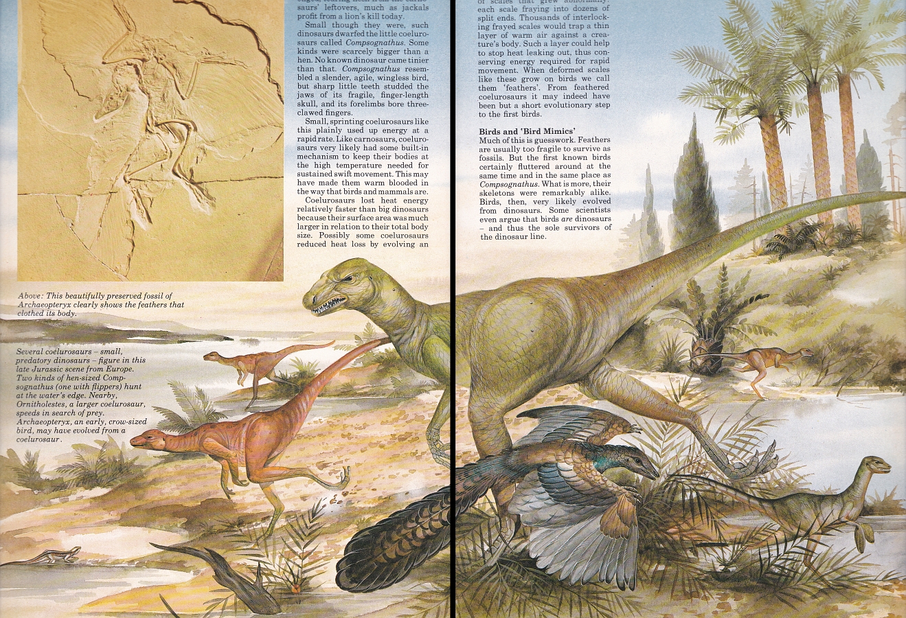 Coelurosaurs