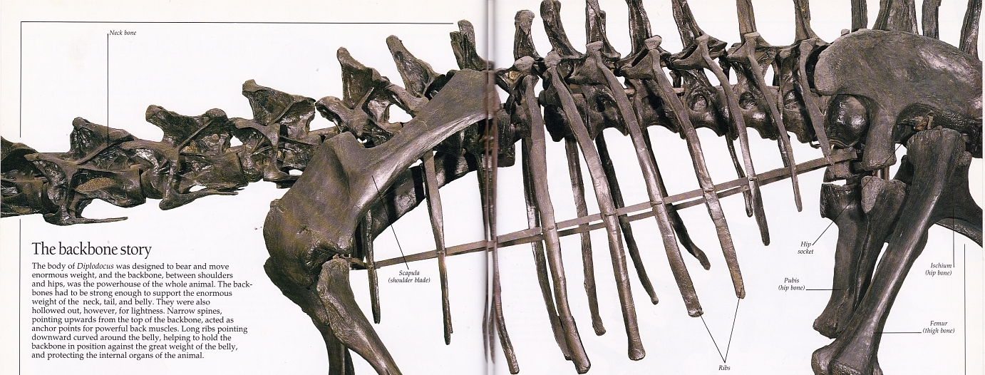 Diplodocus ribcage
