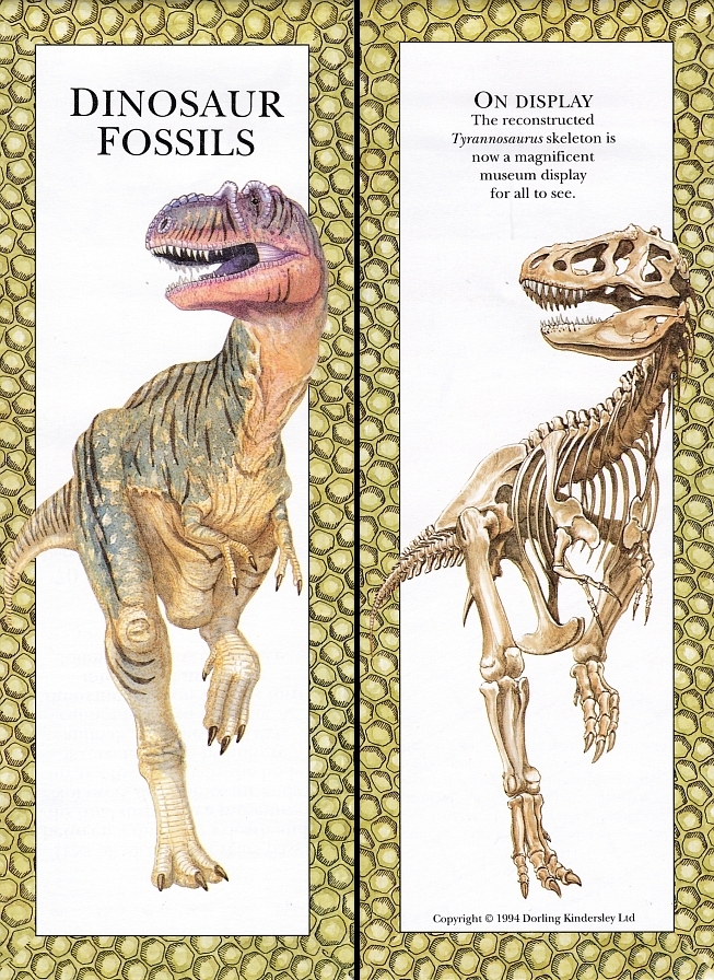 Dinosaur Fossils book cover