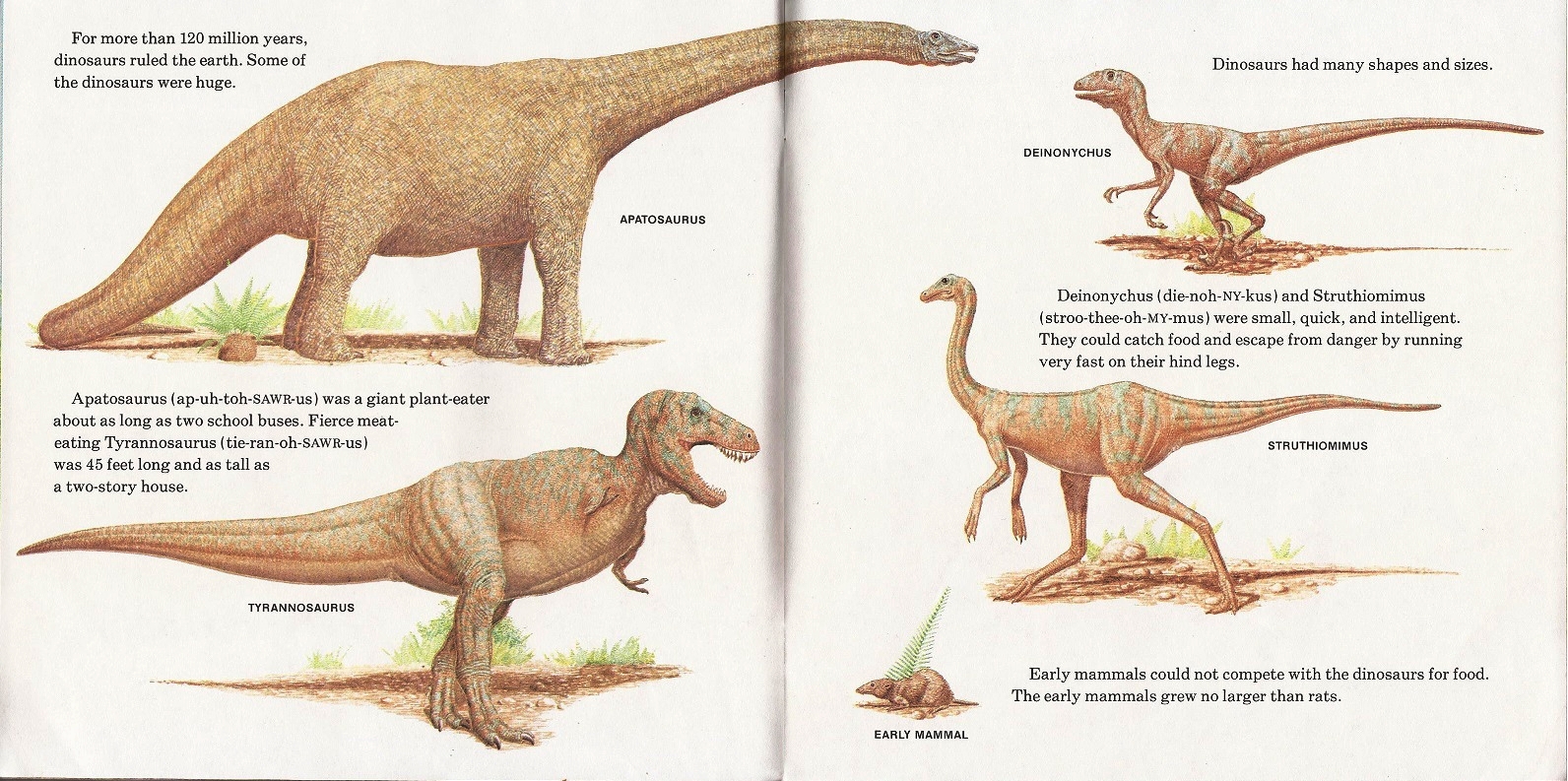 Various dinosaurs by Peter Zallinger