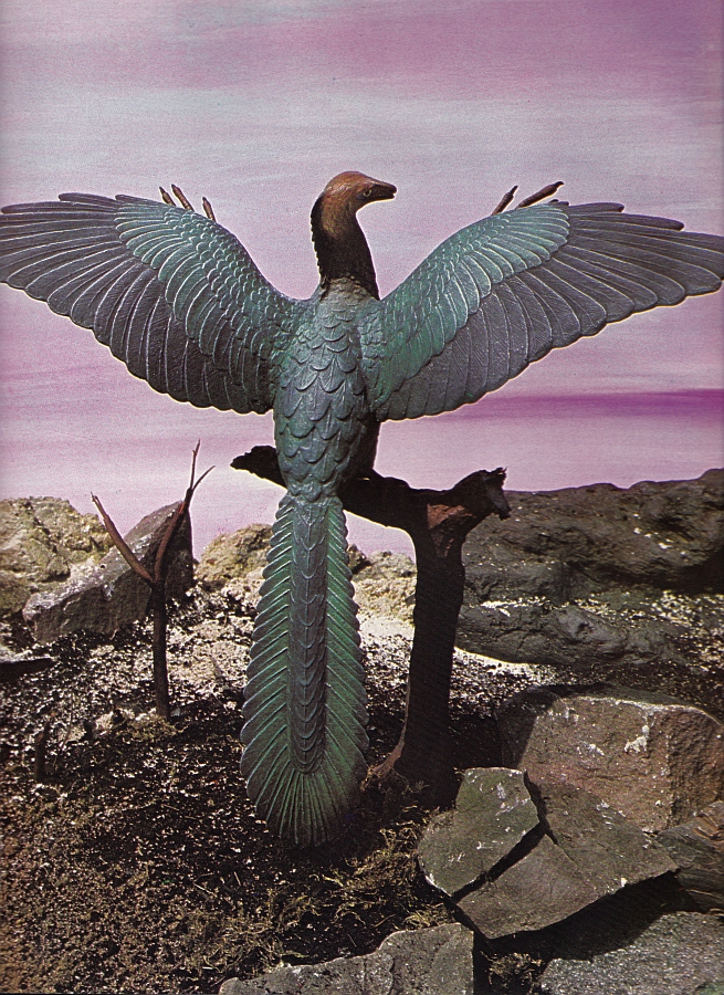 Archaeopteryx by Arthur Hayward