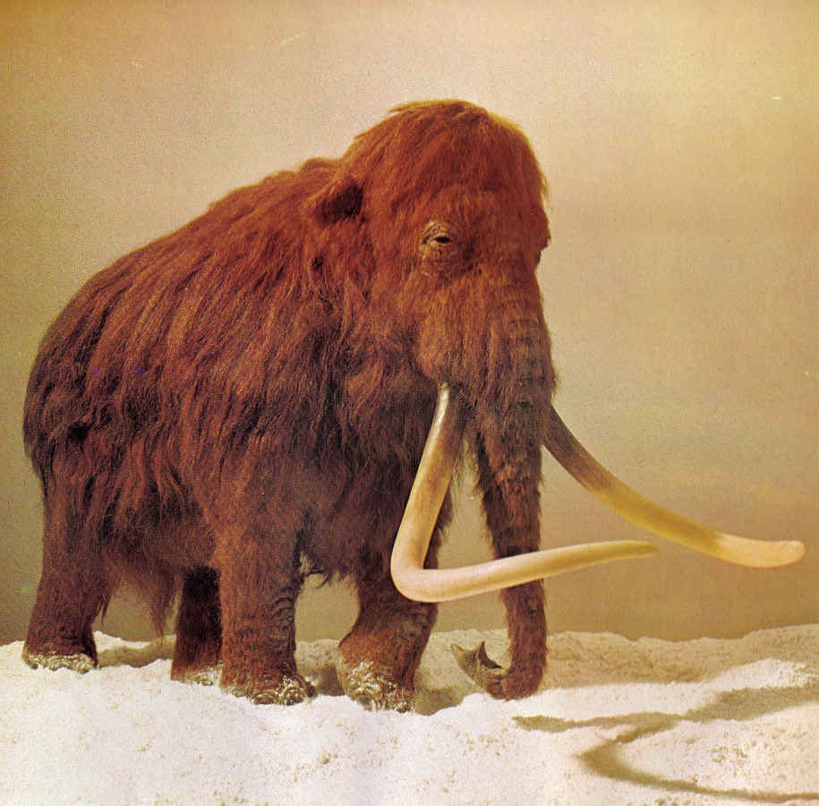 Woolly mammoth by G Kinns