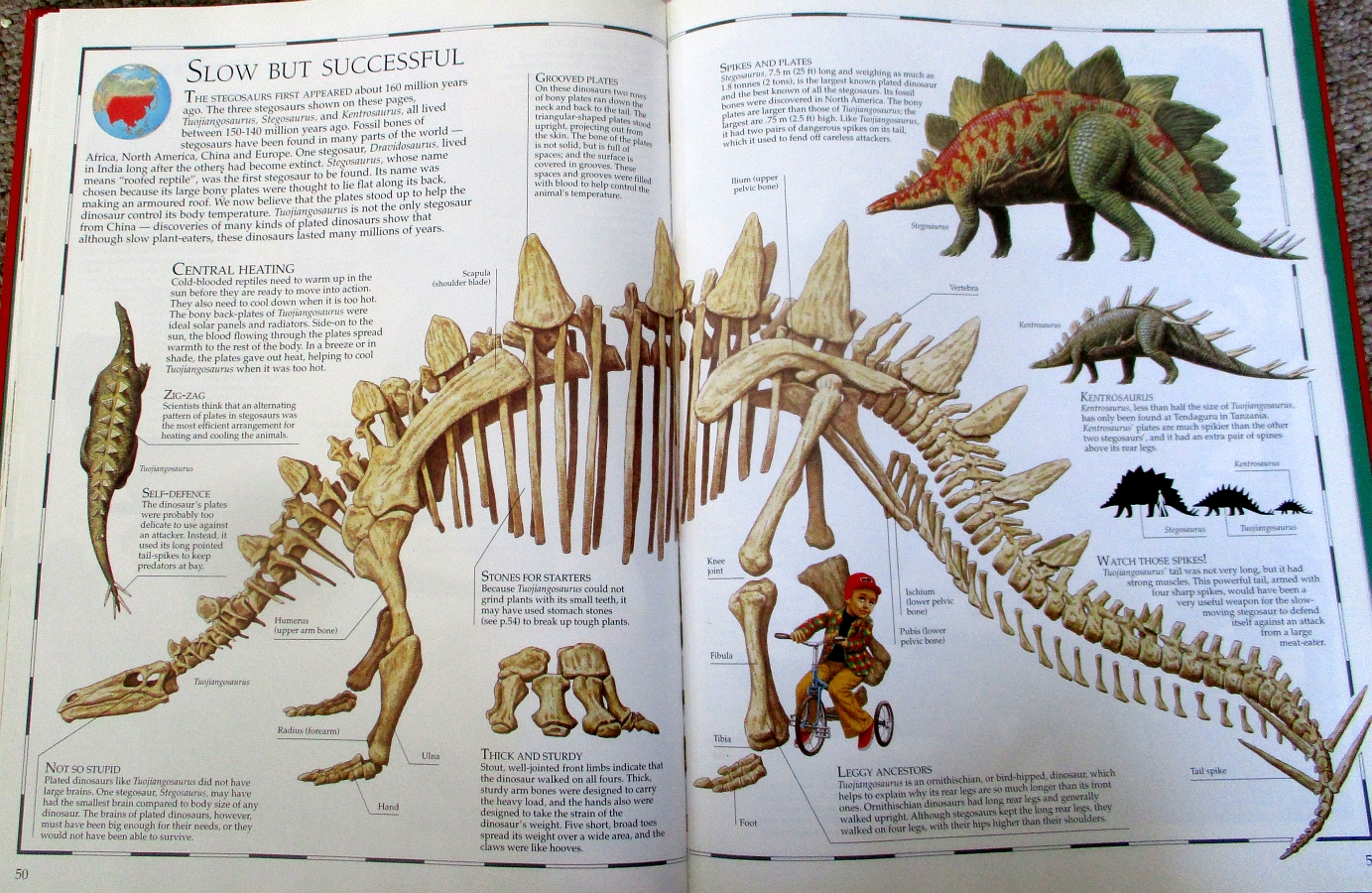 Great Dinosaur Atlas Stegosaurs