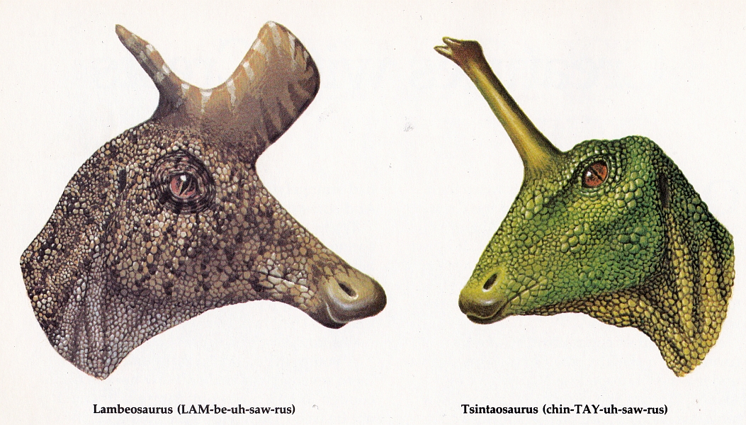 Lambeosaurus and Tsintaosaurus by Biruta Akerbergs