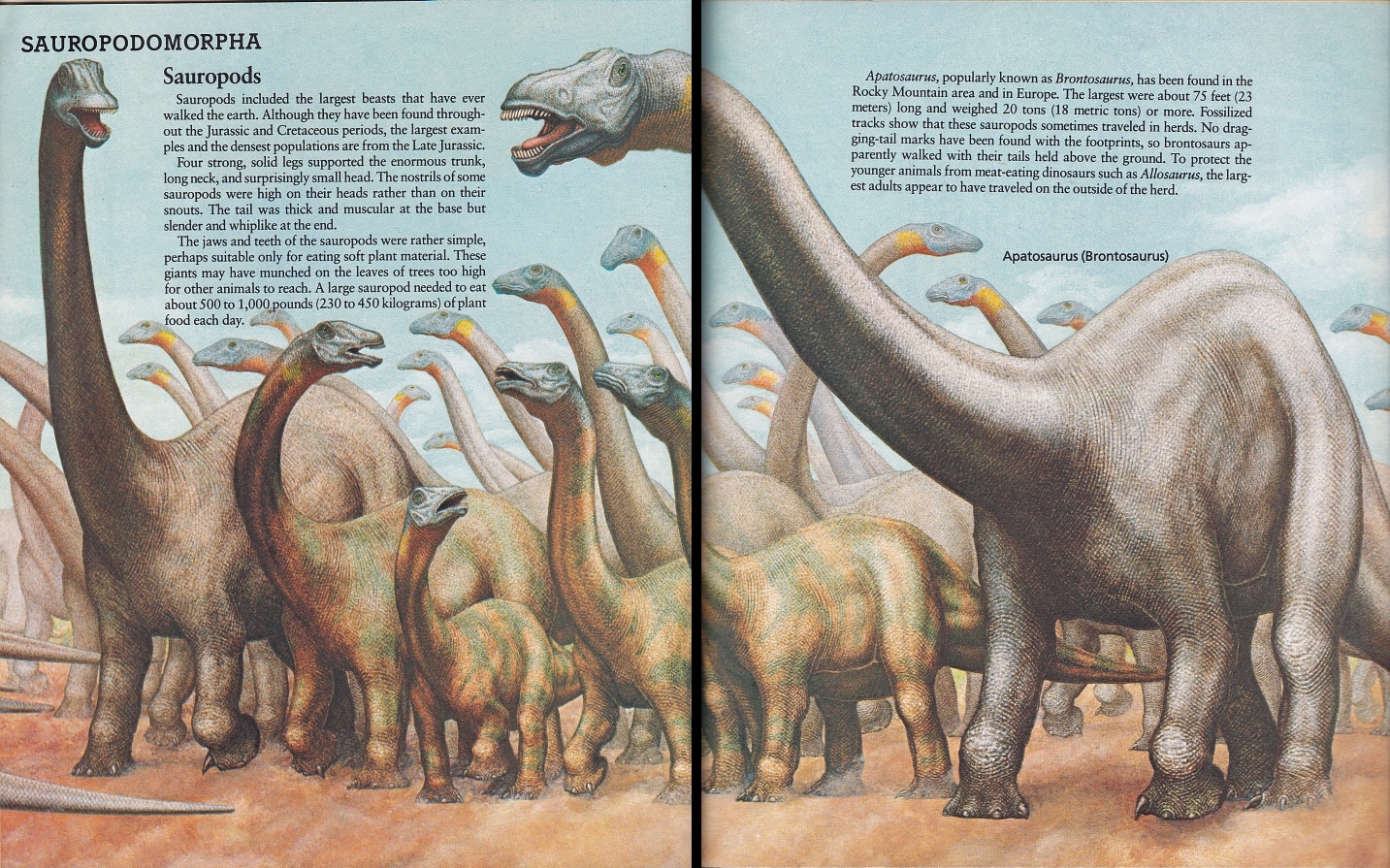 Apatosaurus by Peter Zallinger
