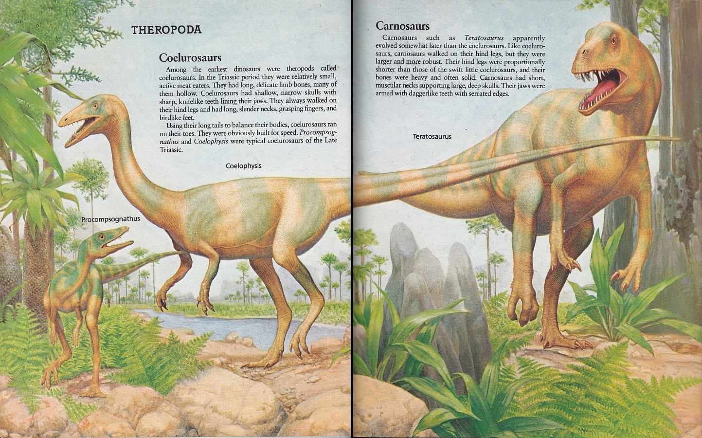 Procompsognathus, Coelophysis, Teratosaurus by Peter Zallinger
