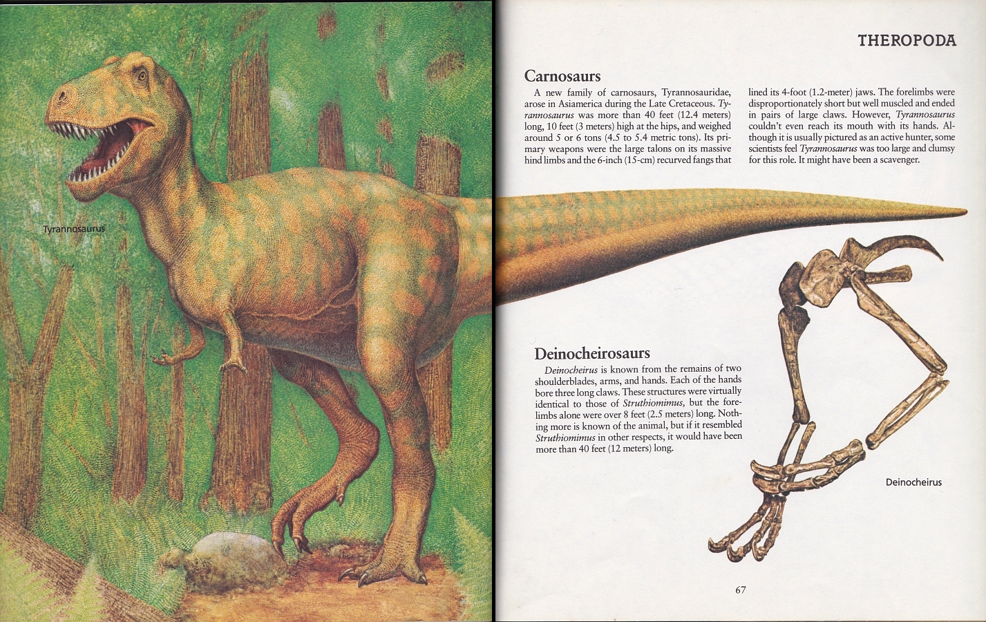 Tyrannosaurus by Peter Zallinger
