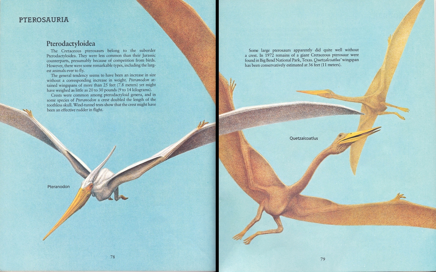 Pteranodon and Quetzalcoatlus by Peter Zallinger
