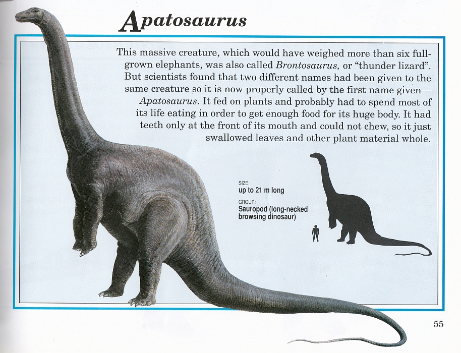 Apatosaurus by Steve Kirk