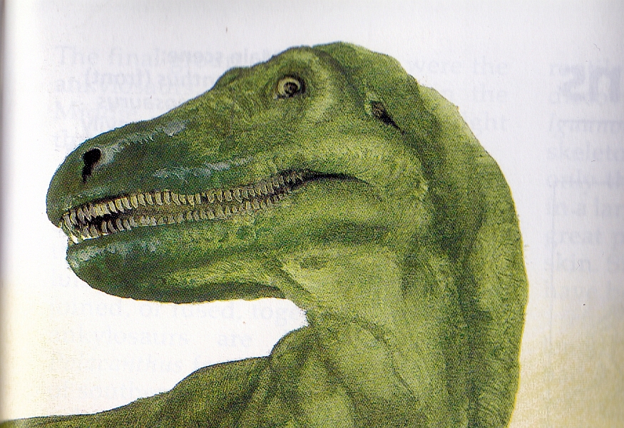 Allosaurus head