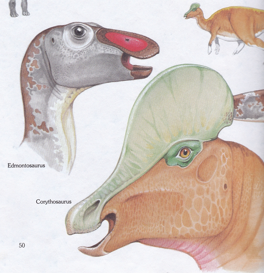 Edmontosaurus and Corythosaurus by Christopher Santoro