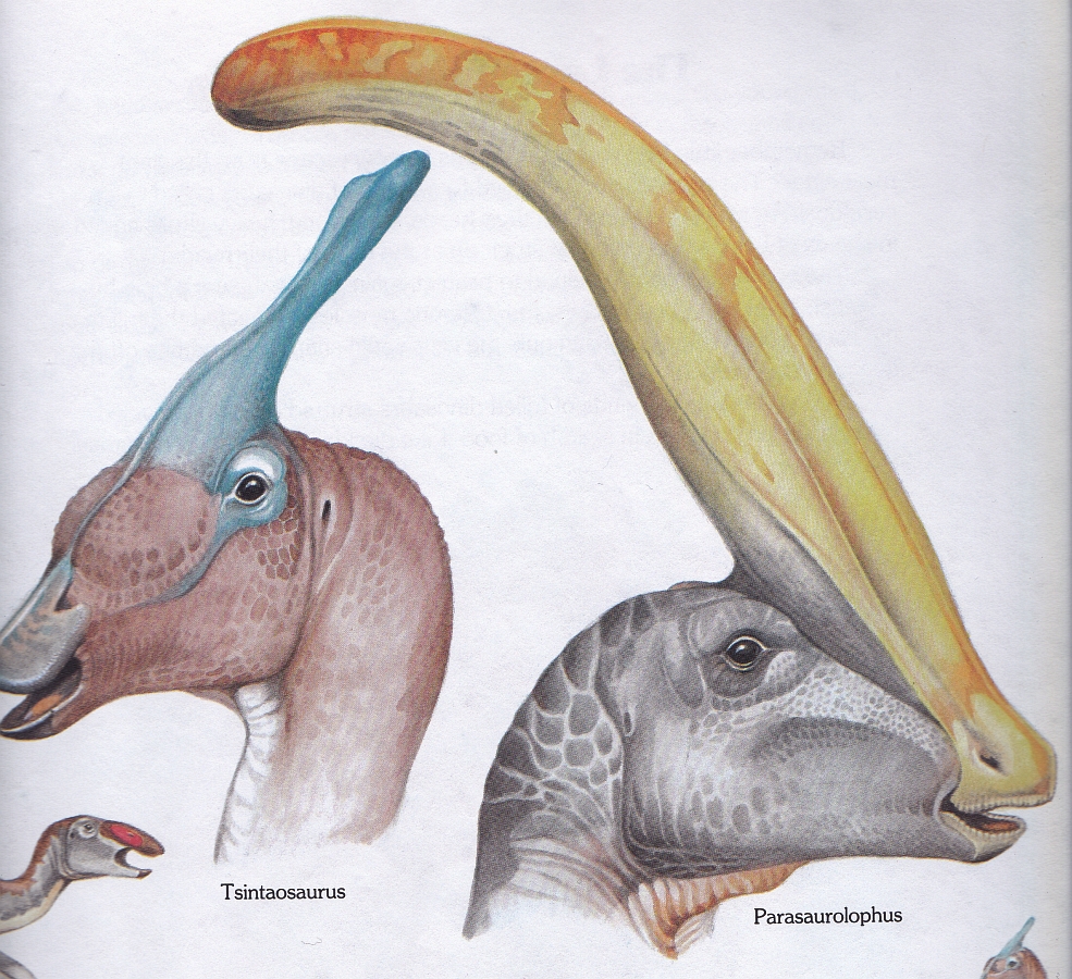 Tsintaosaurus and Parasaurolophus by Christoper Santoro