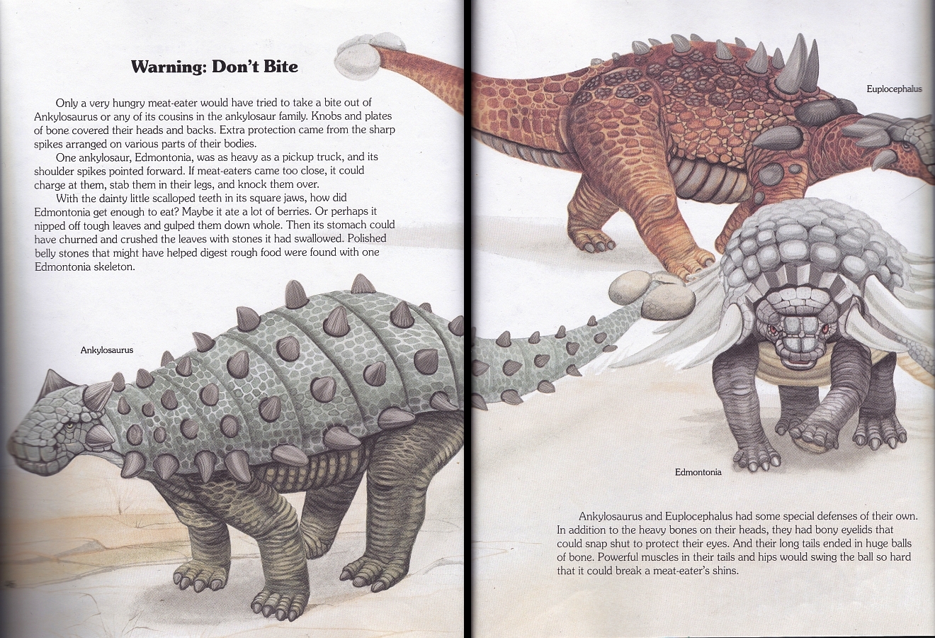 Ankylosaurs by Christopher Santoro