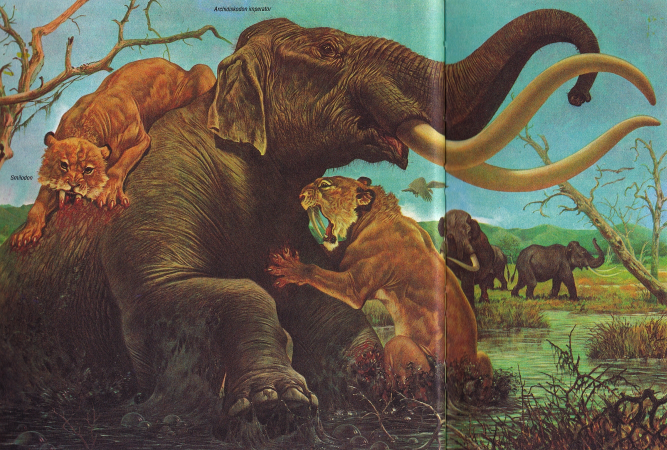 Columbian mammoth by P Cozzaglio