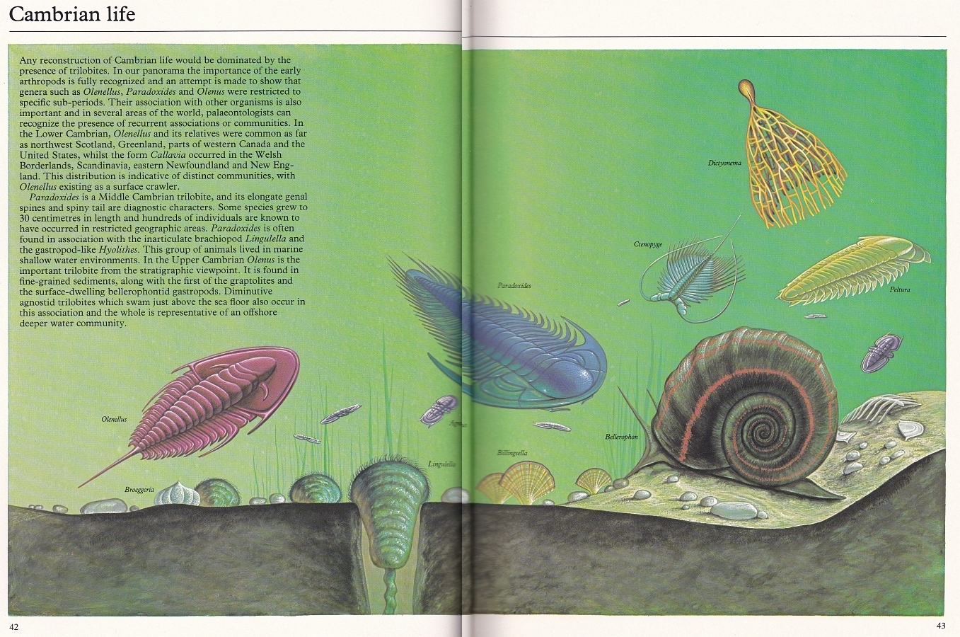 Cambrian life by George Thompson