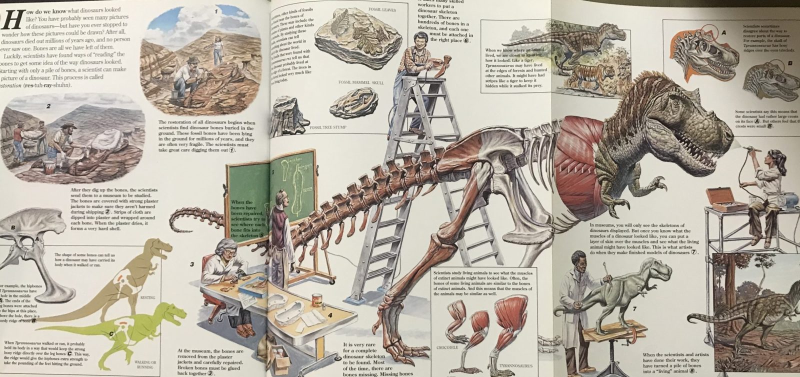 A fold-out spread depicting the process of artistically reconstruction a dinosaur.
