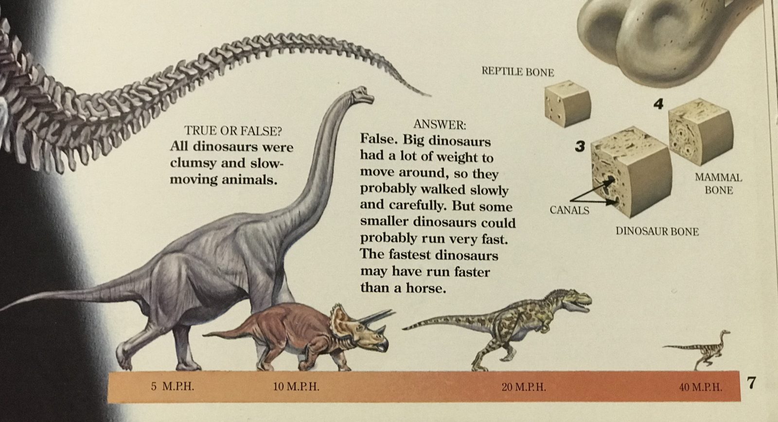A chart plotting speed estimates of different dinosaurs, featuring Brachiosaurus, Triceratops, Tyrannosaurus, and Ornithomimus.