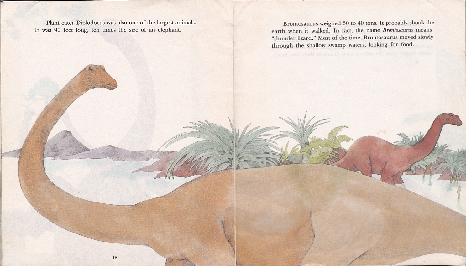Diplodocus and Brontosaurus by Pamela Baldwin Ford