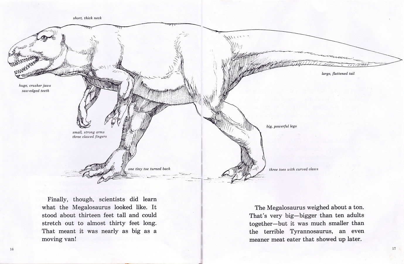 Megalosaurus diagram by Diana Magnuson