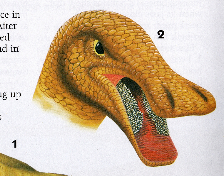 Hadrosaur by Tony Gibbons